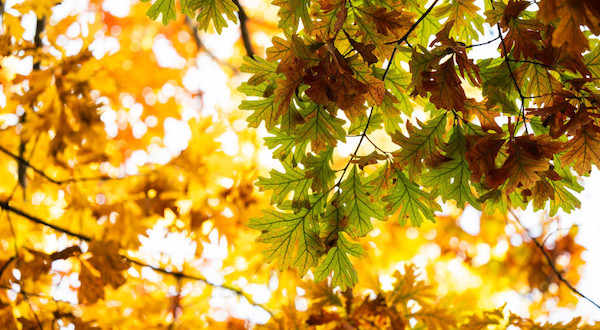 Yellow and green fall leaves