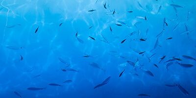 海中の魚群