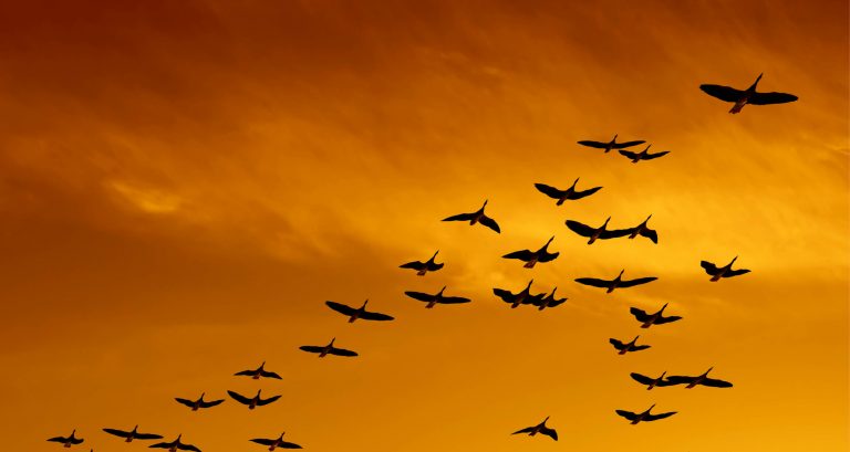 birds