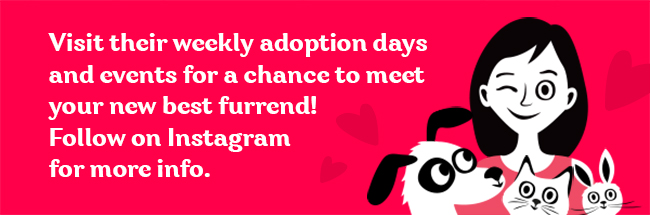 weekly adoptions day