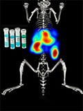 Choosing the right fluorescent probes for your imaging research has never been easier