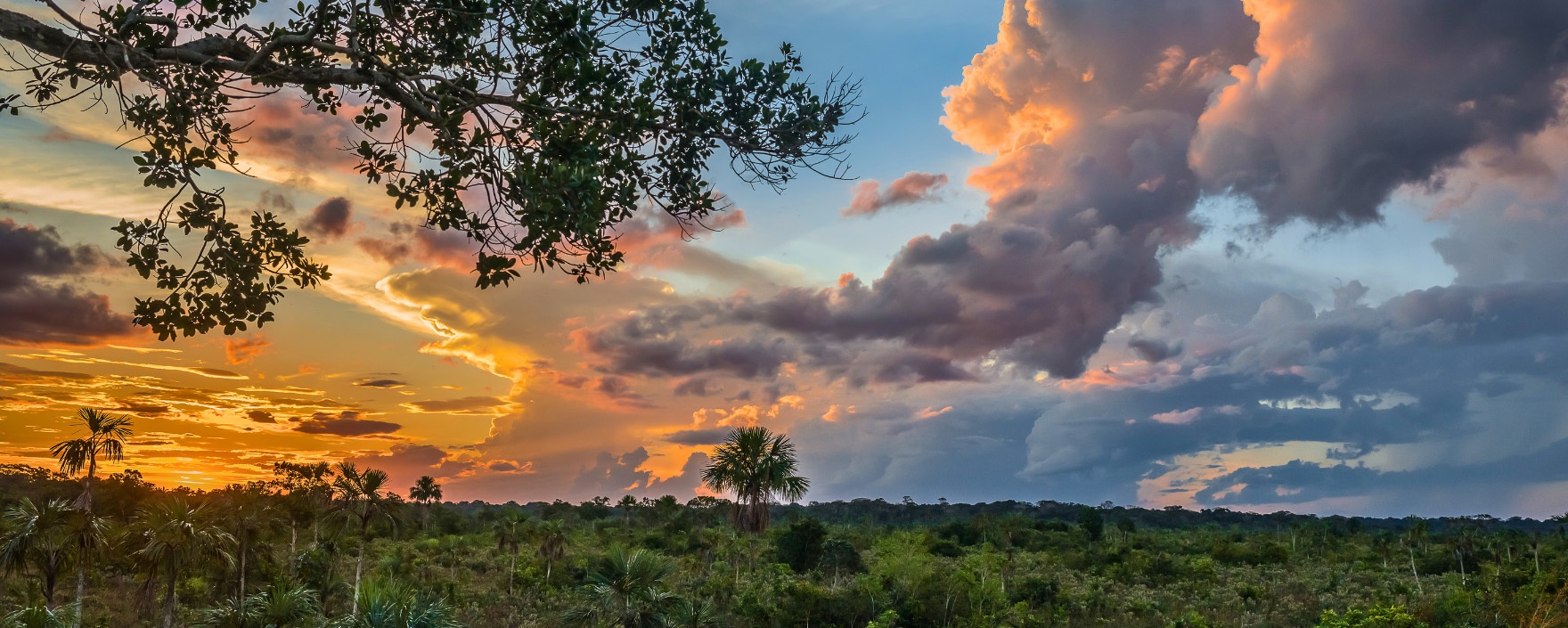 Peruvian jungle