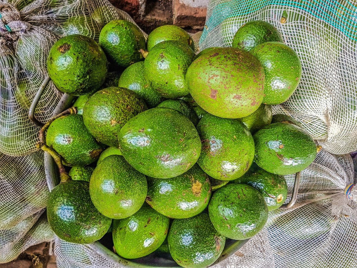 Basket of avocados
