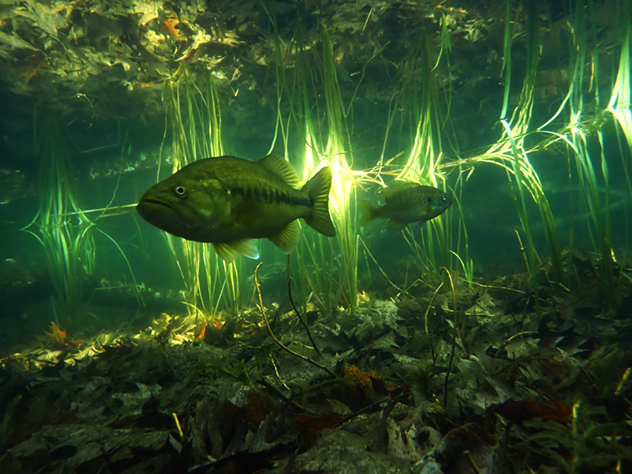 two underwater freshwater fishes with bright green plants in the background strongly lit by the sun and brown leaves on the lakebed reflecting on the surface.  
