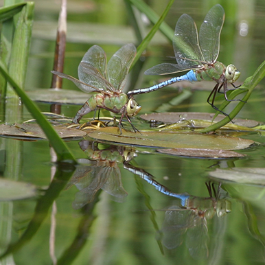 Photo shows a female green darner laying eggs under a lily pad while a male holds onto her. Photo by Robert Korth