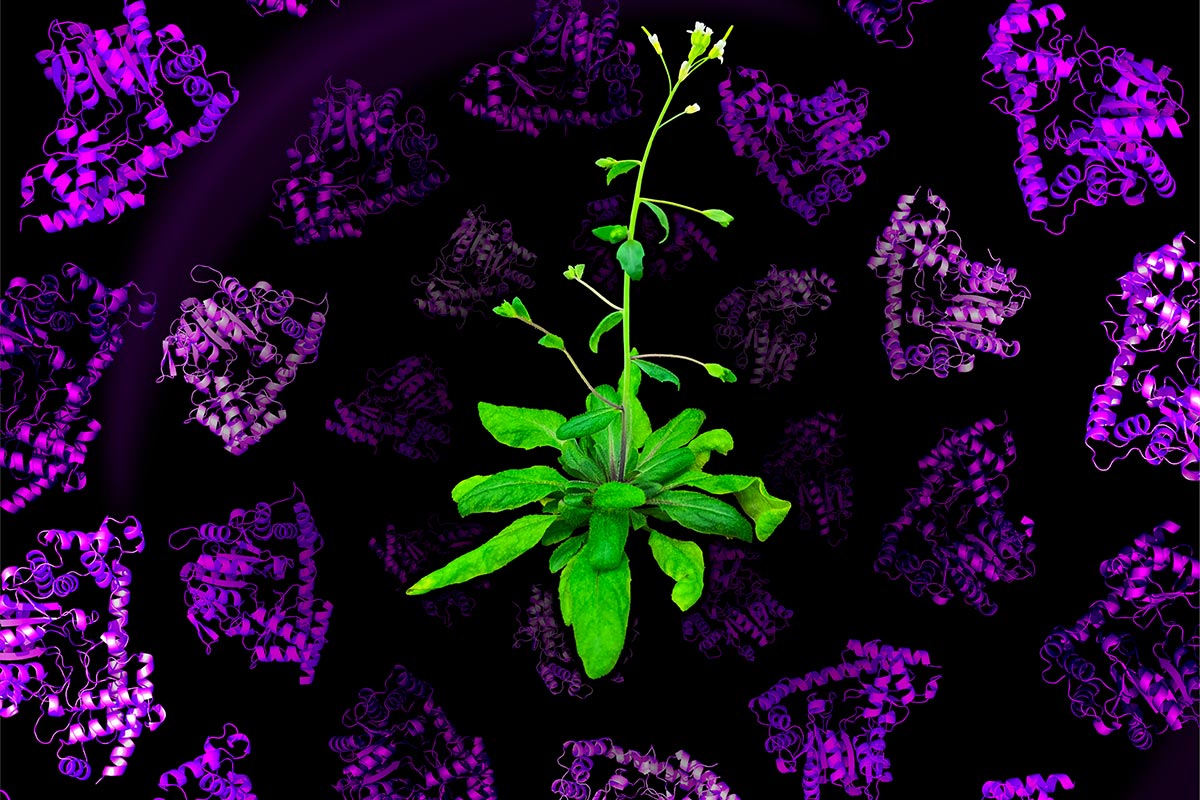 Illustration of green plant absorbing nitrogen.