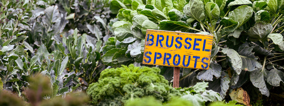 Brussel [sic] Sprouts garden sign