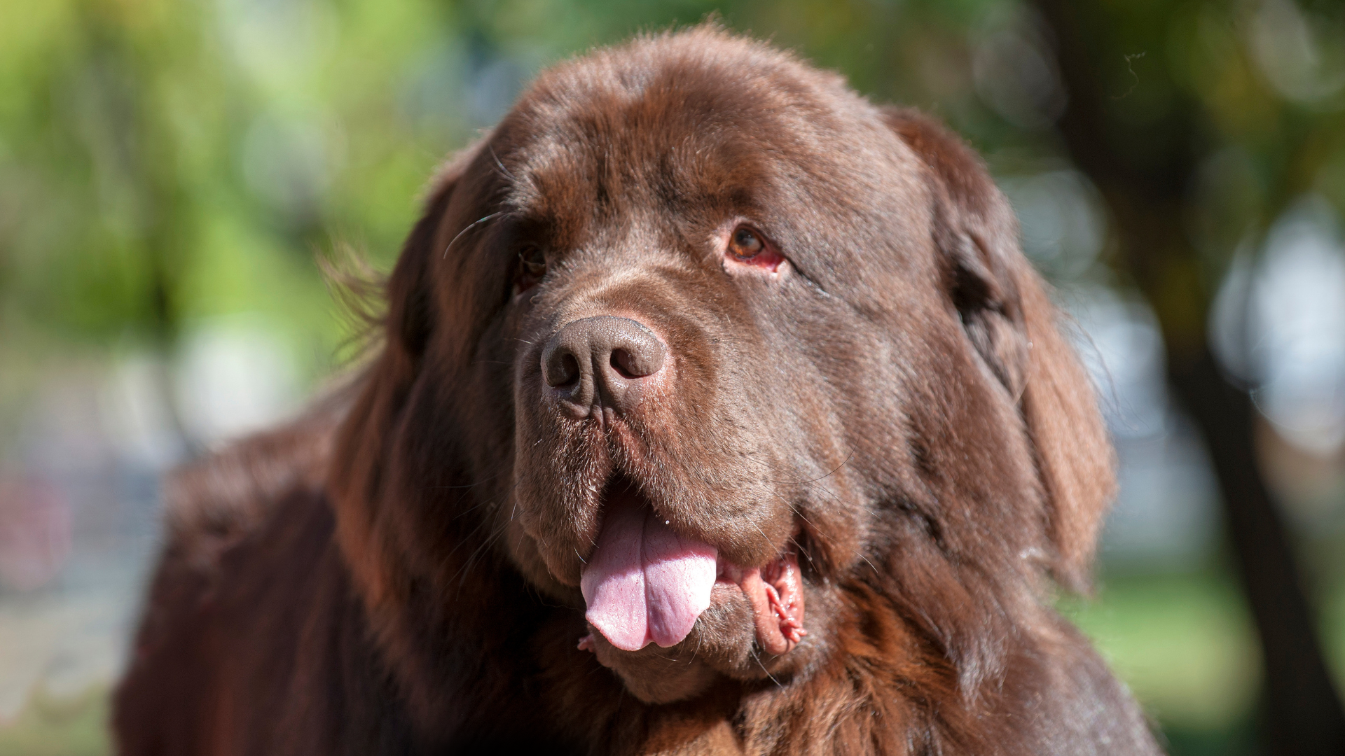 Fluffy brown dog with tongue out, sitting outdoors on a sunny day. The background is blurred with green trees.