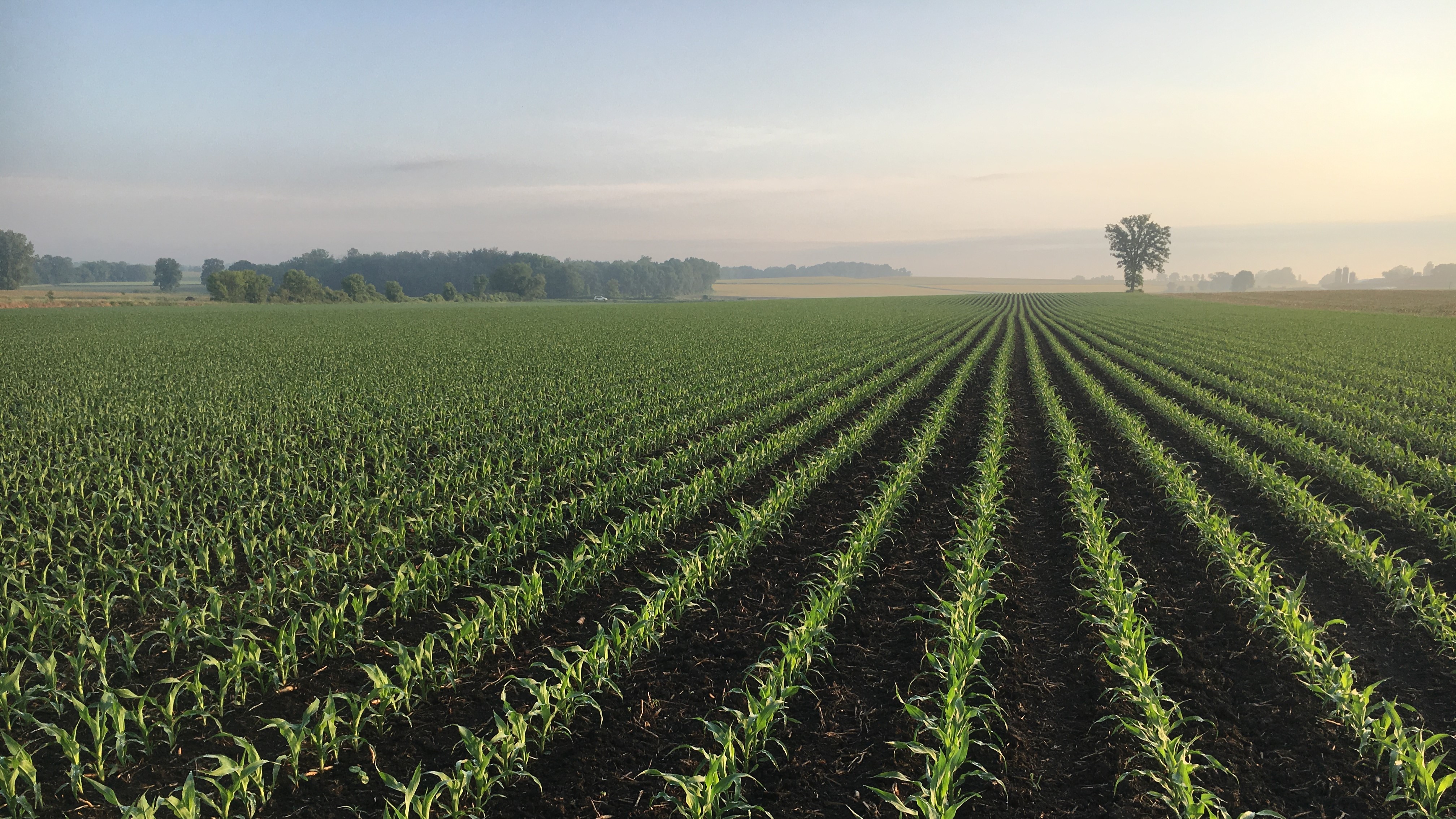 A field of crops underneath the sunset.