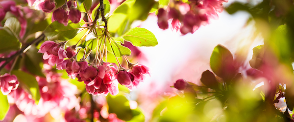 UW Madison Arboretum Crab Tree Flowers