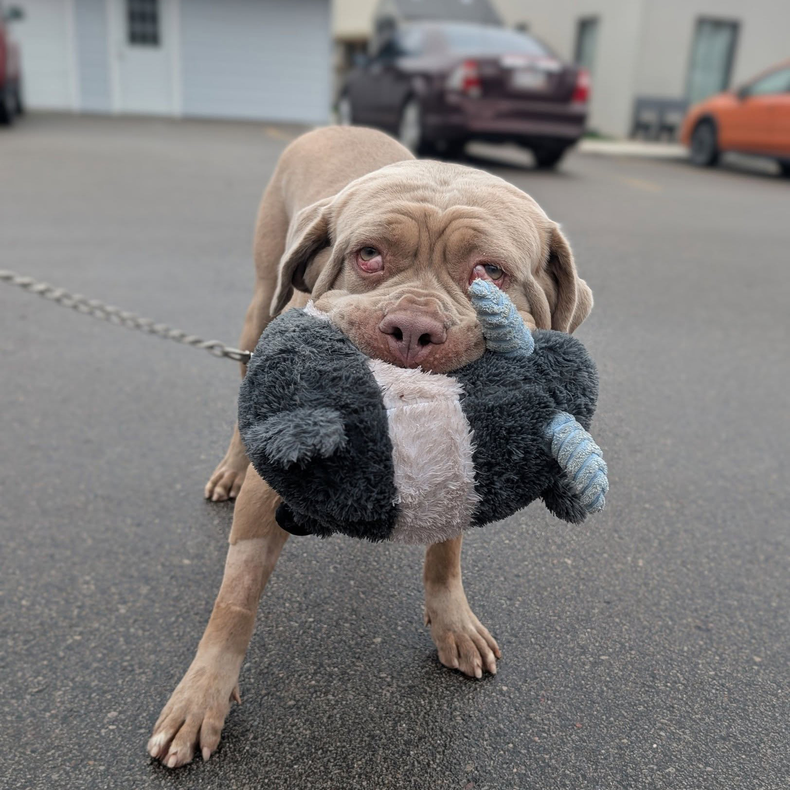 A tan dog on a leash holds a large stuffed toy in its mouth, standing on a wet pavement. The background shows blurred cars and buildings.
