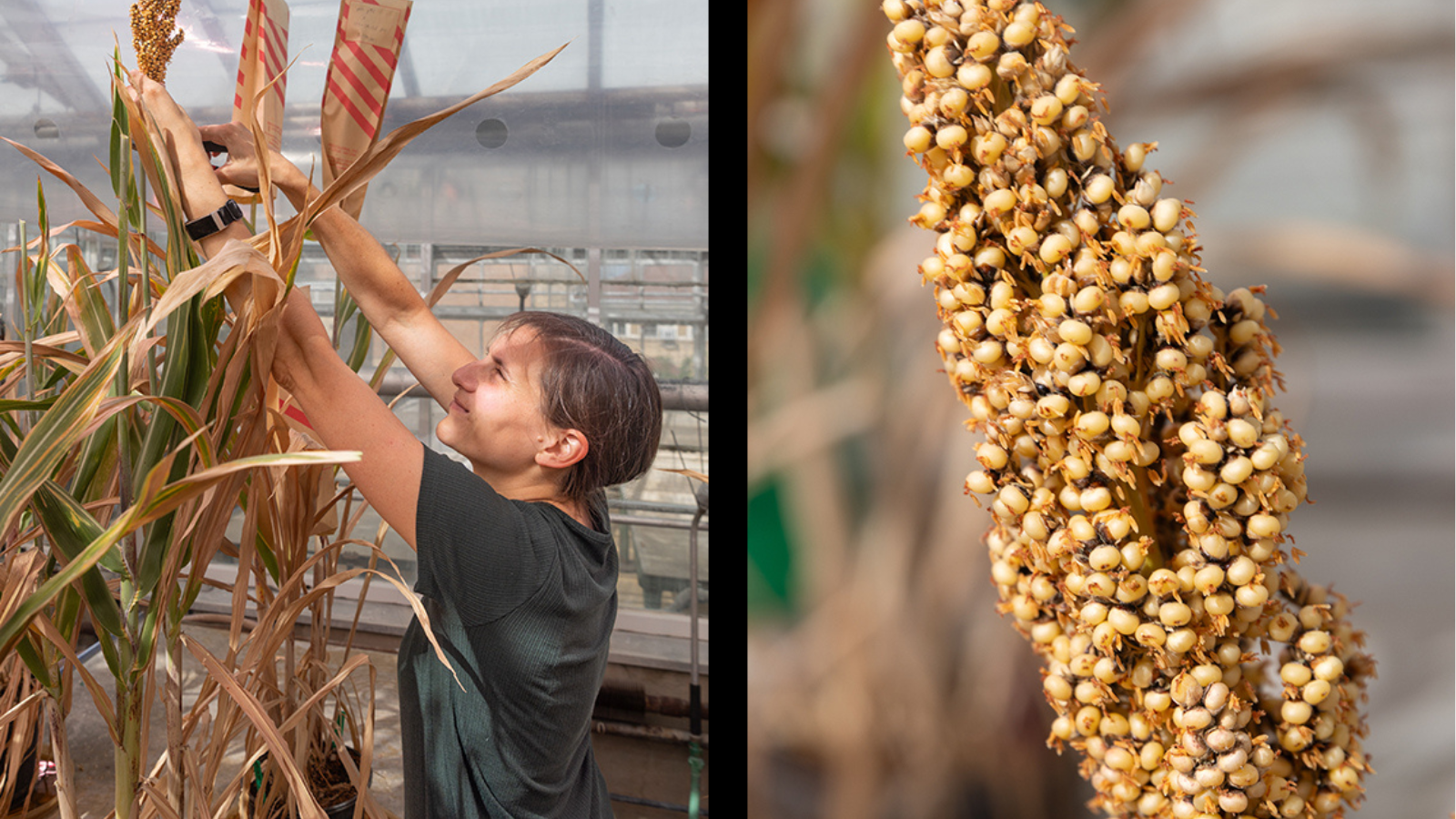 A collage of two images. On the left, a person works with a tall plant. On the right, a close up image of sorghum.