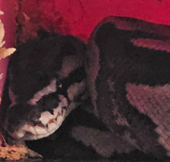 This image shows Chroma the snake inside her carrier.