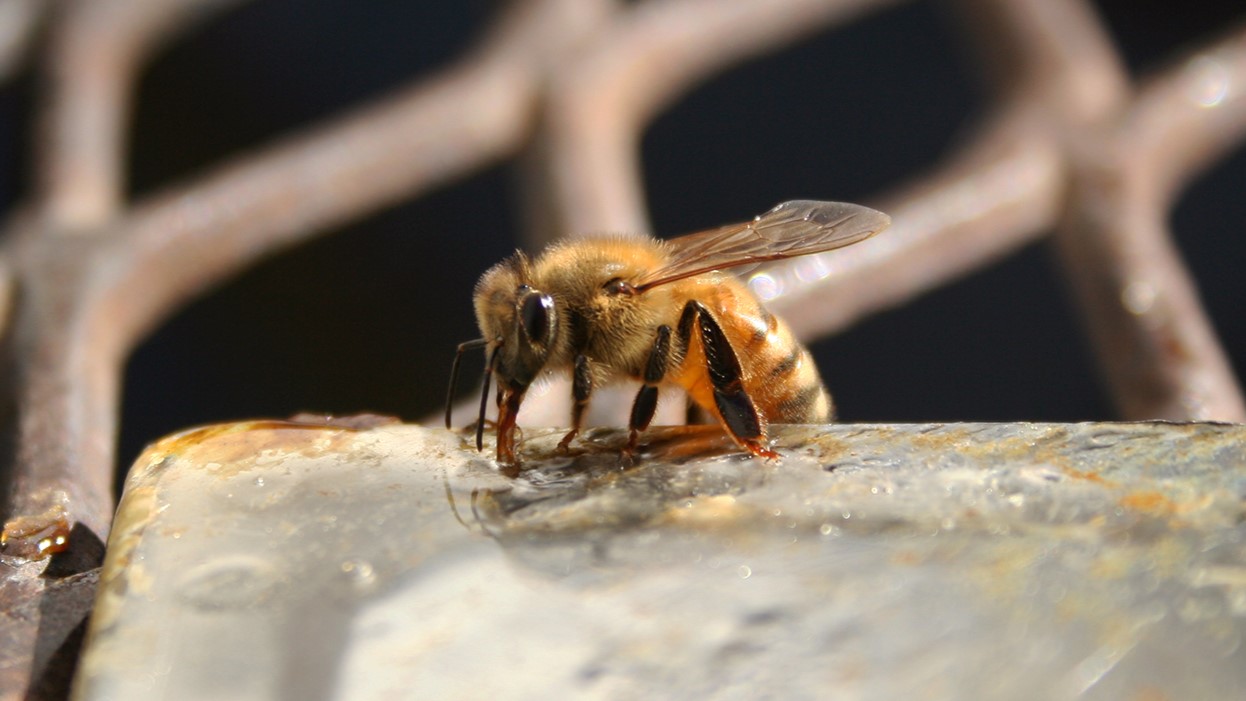 A honey bee eats from a piece of metal covered in honey.