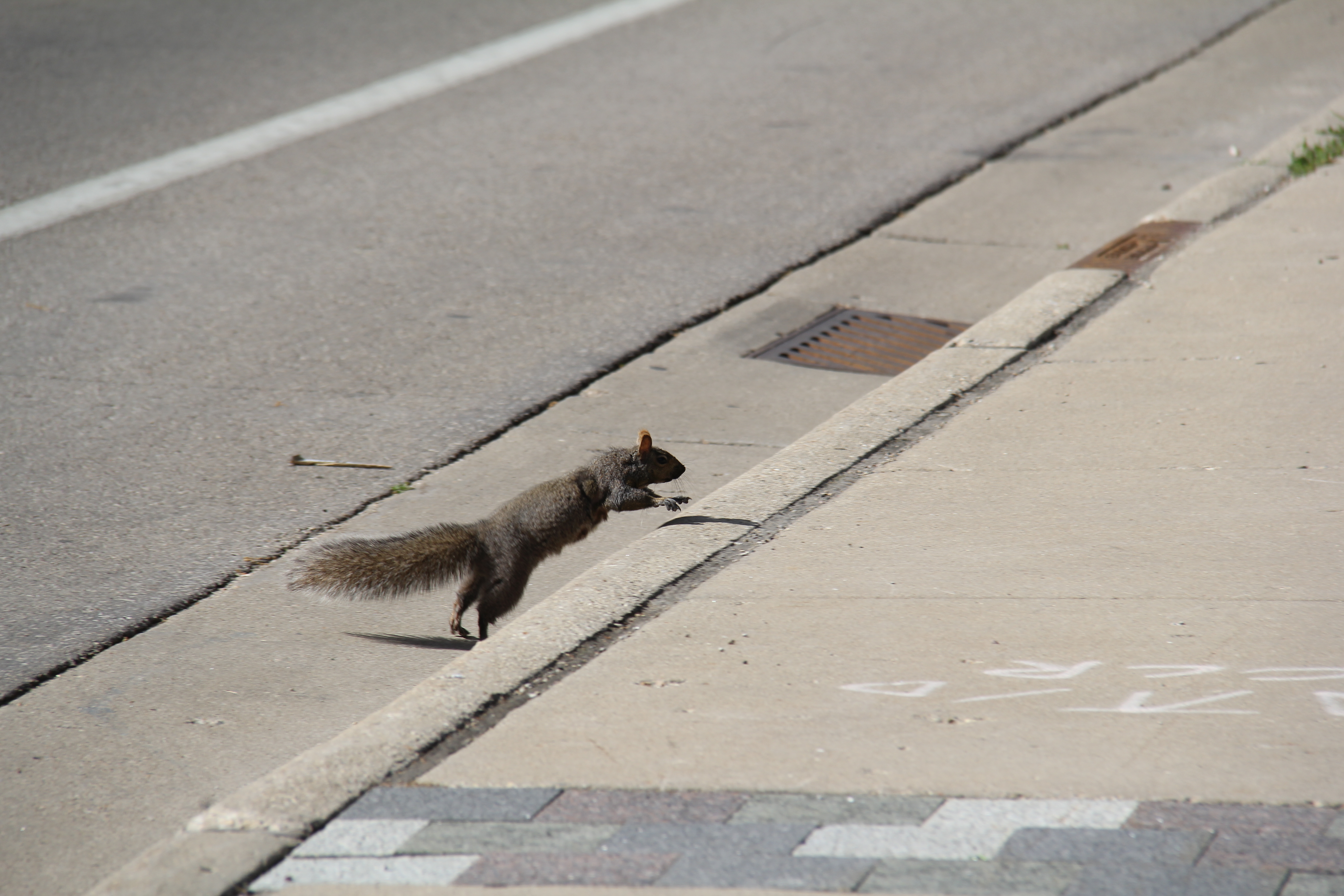 A squirrel in the air, almost on the curb after crossing the street. This is an analogy for the 4 week Session coming to (or close to) an end. 