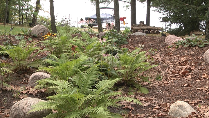 Green ferns and colorful flowers grow in a rain garden among large rocks and brown leaves with trees and a pontoon boat in a lake in the background