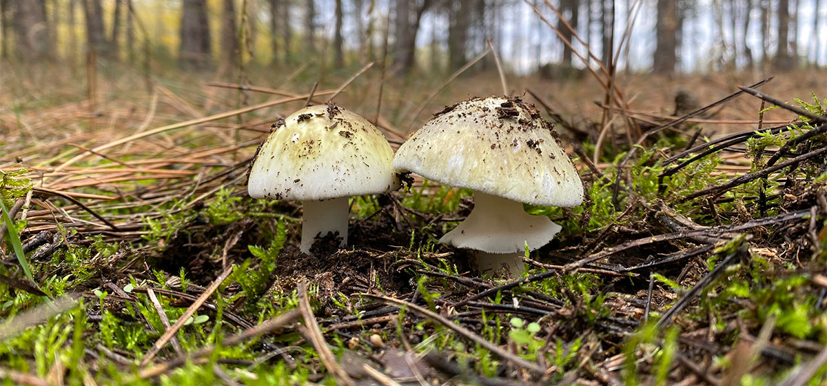 Cozy illustrations of items related to the Danish concept of Hygge.