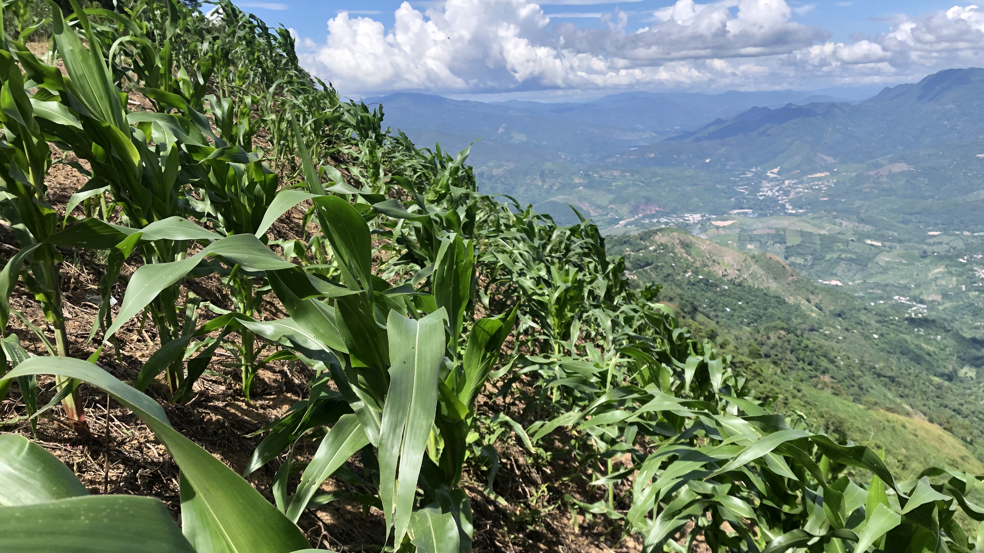 Corn grows on a mountainside.