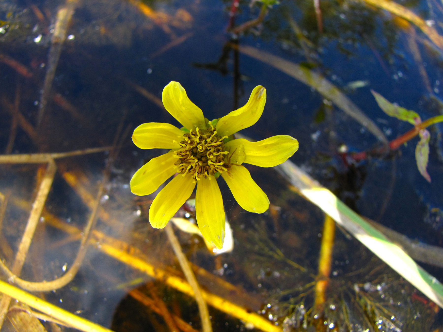 a bright yellow flower with 8 pedals is growing from the water below with stems from other aquatic plants
