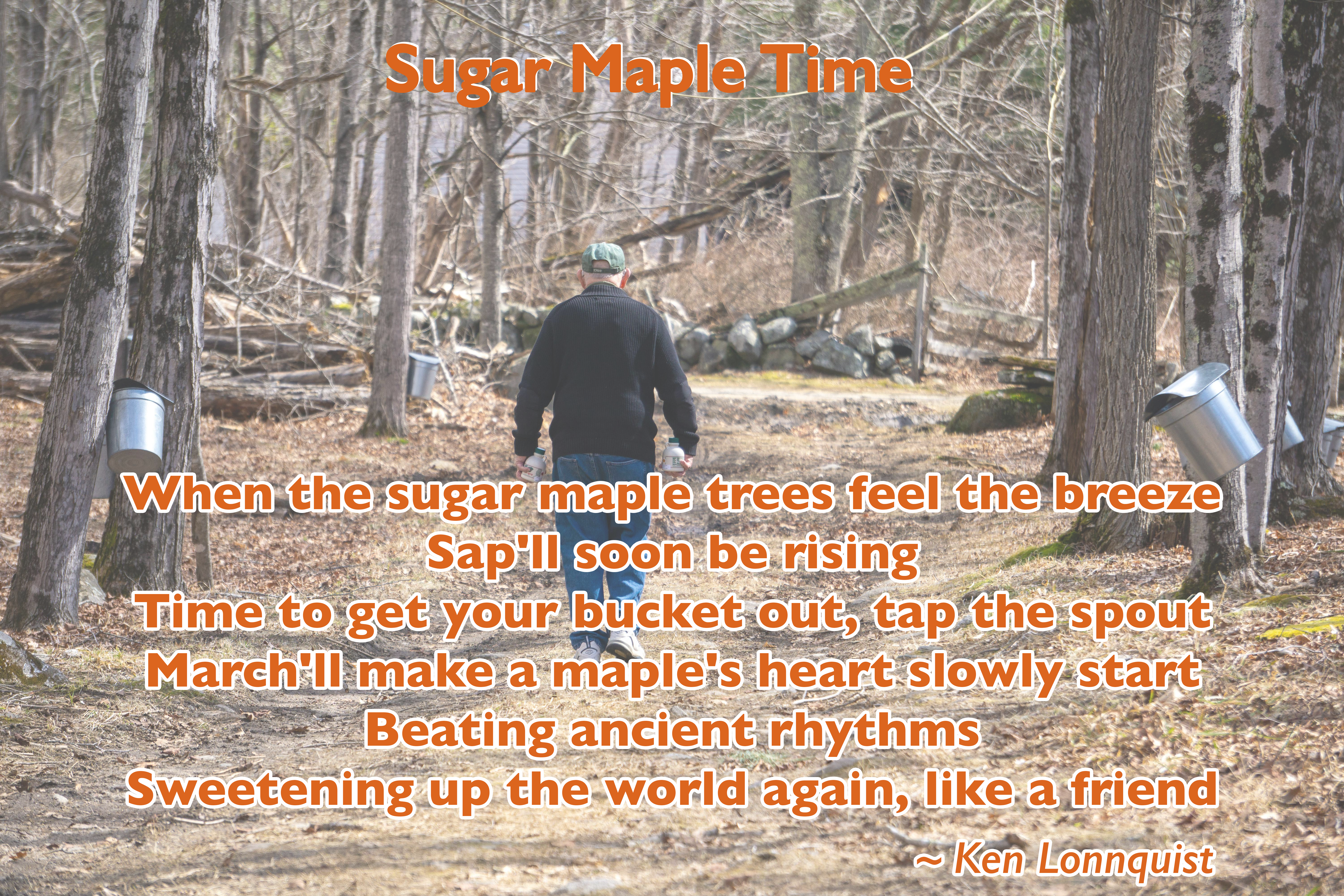 Sugar Maple Time song excerpt on photo of tapped maple trees with man walking along a path