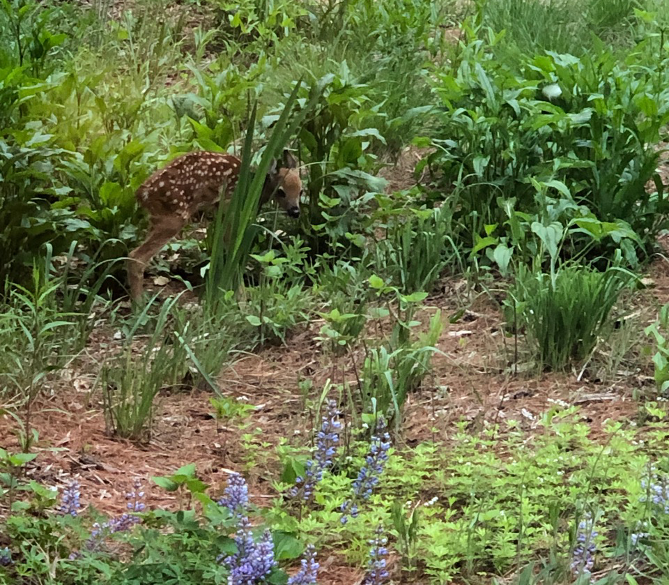photo of a fawn in a rain garden of native plants