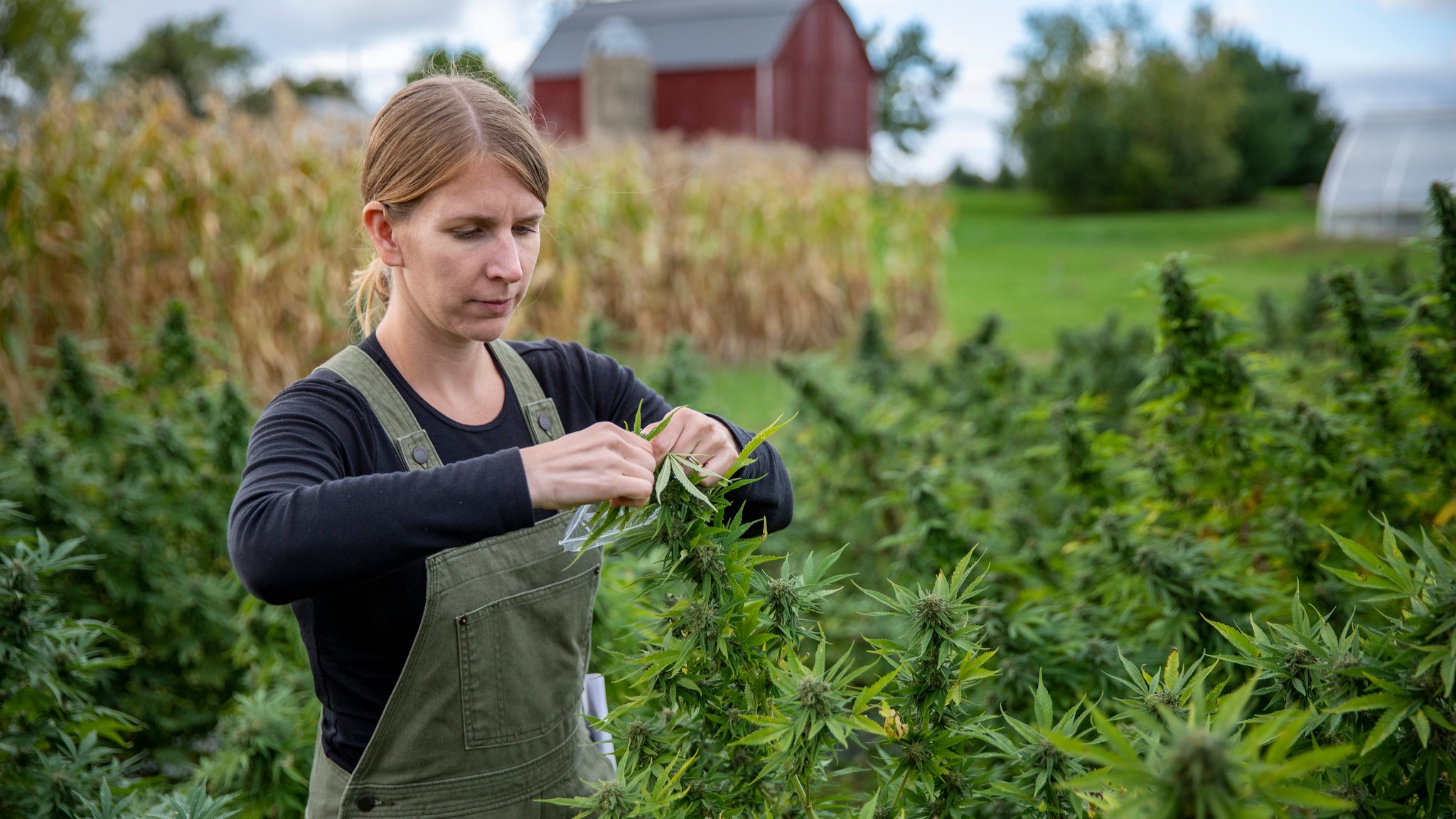 Shelby Ellison is pictured working with hemp in a field.