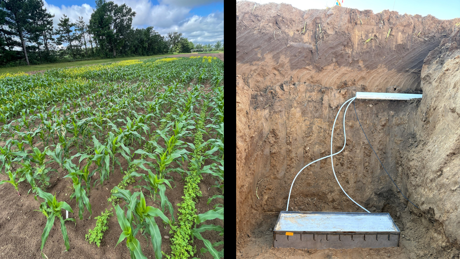 Two images side by side. On the left, corn and yellow mustard grow together in a field. On the right, a lysimeter is buried deep beneath the soil.
