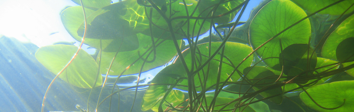 underwater looking toward a blue sky through native aquatic plants with long reddish stems and floating green leaves