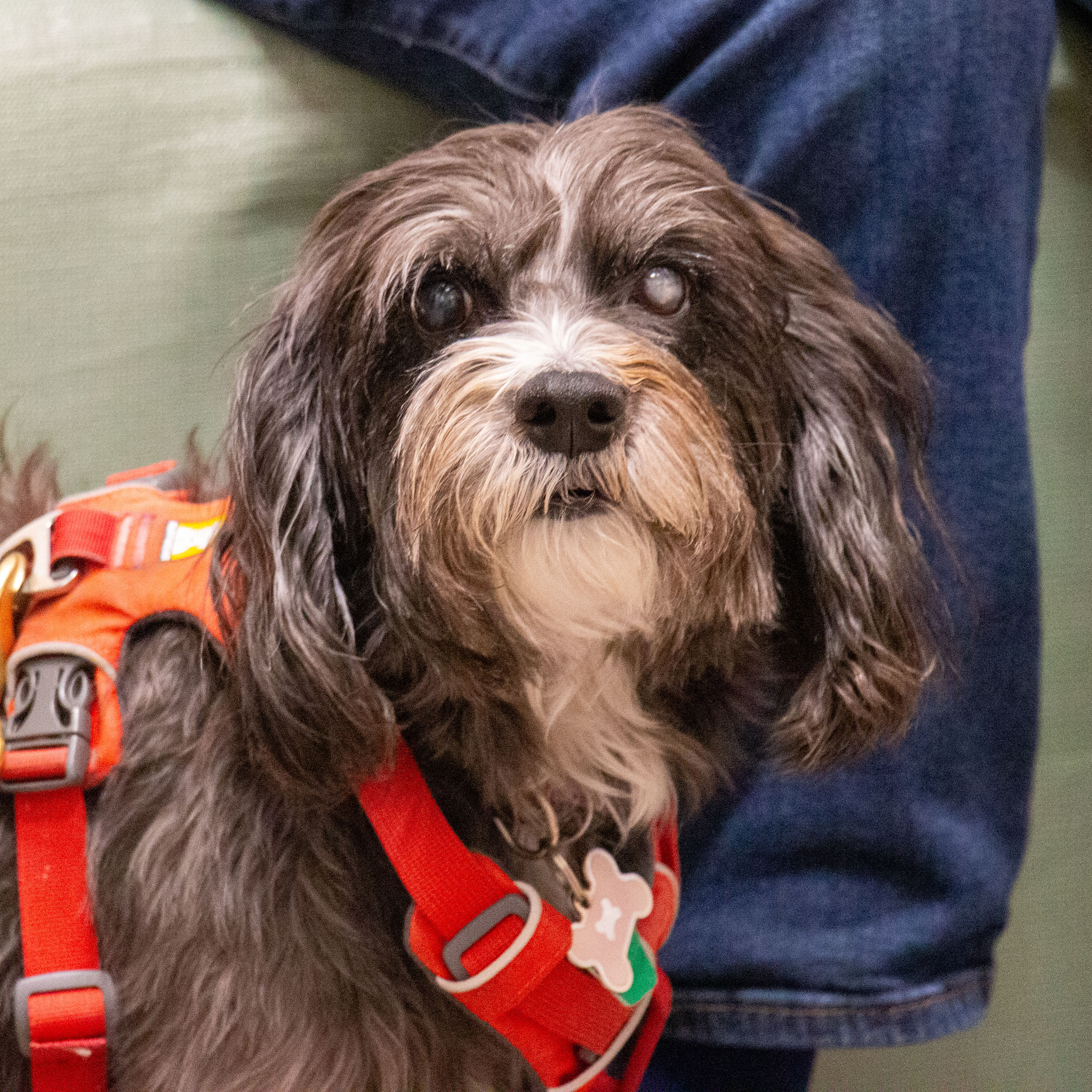 A small dog with curly black and white fur, wearing a red harness, sits beside a person in jeans. The dog looks alert and curious.