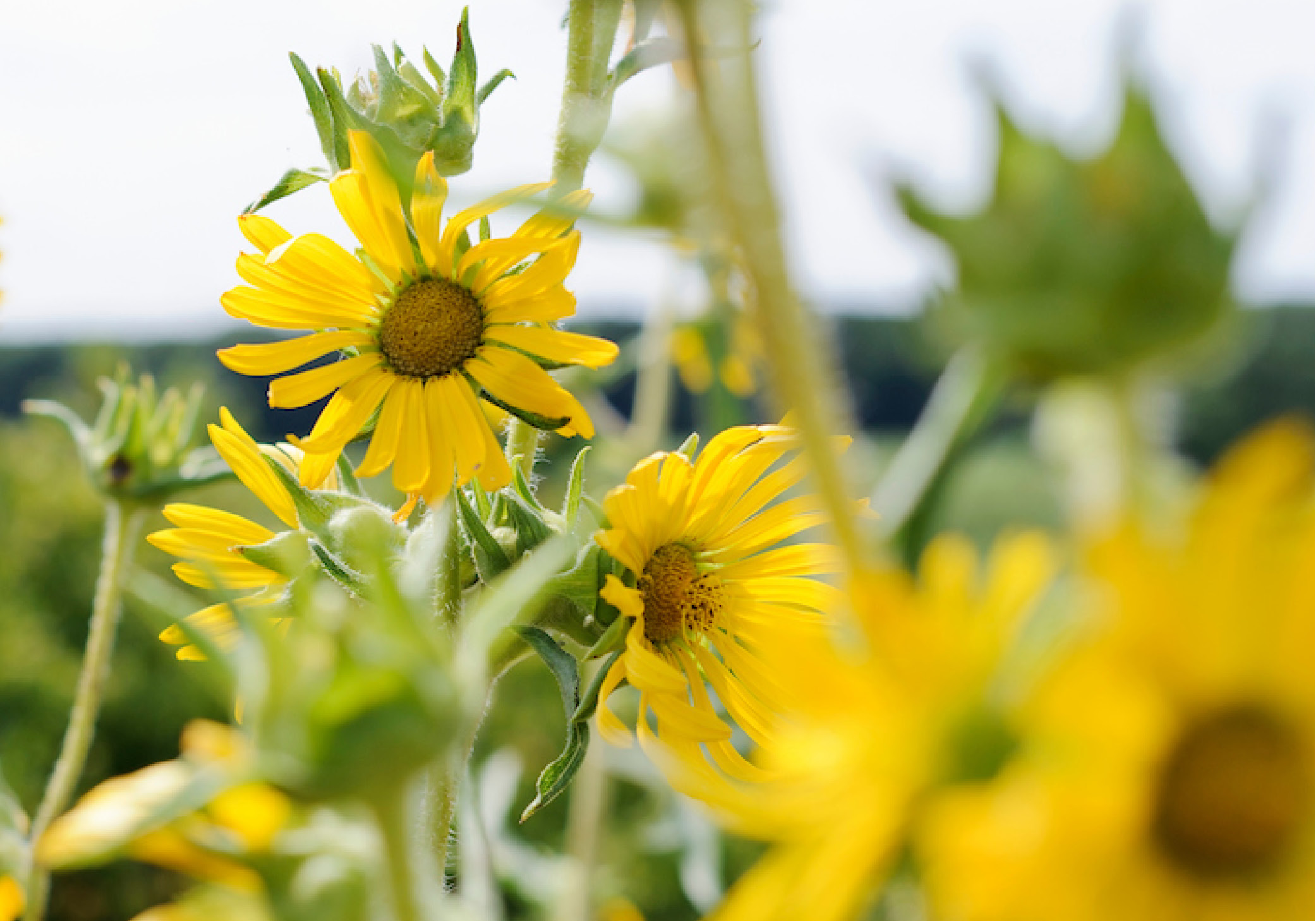 Bright yellow flowers appear against a backdrop of green stems and leaves.