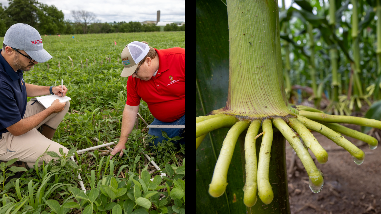 On the left, two people work in a field. On the right, corn roots drip with moisture.