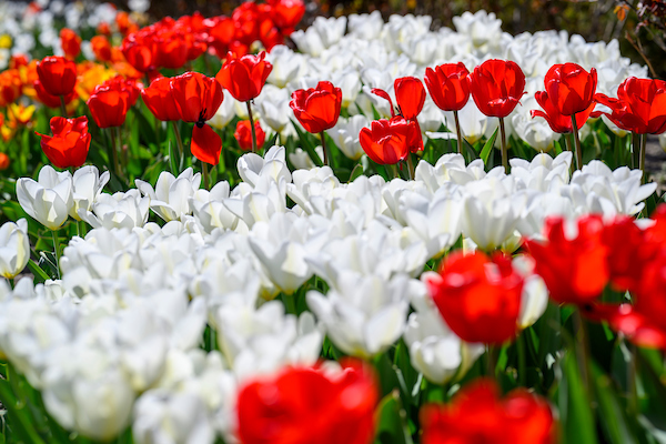 Red, white, and yellow spring tulips bloom.