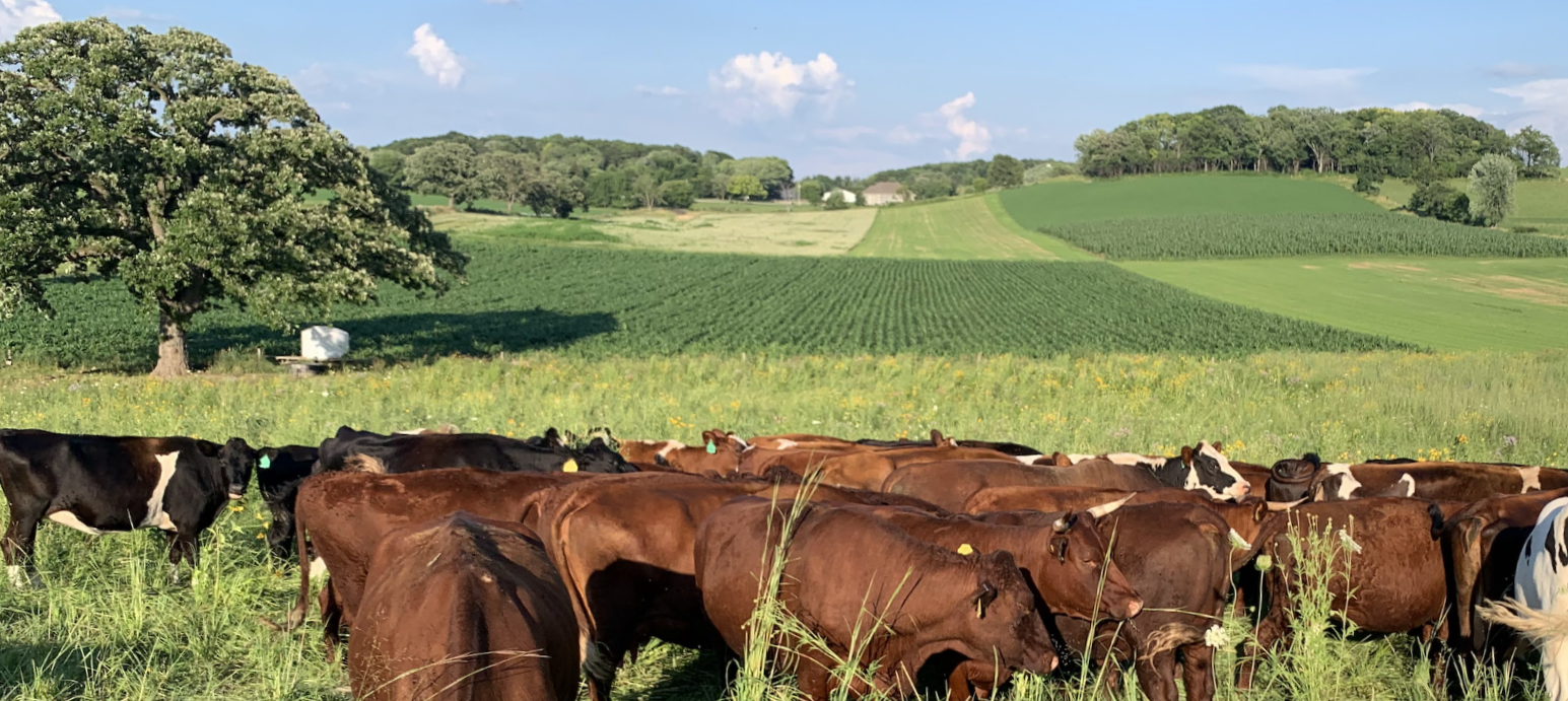 Cows graze in a large, open field.