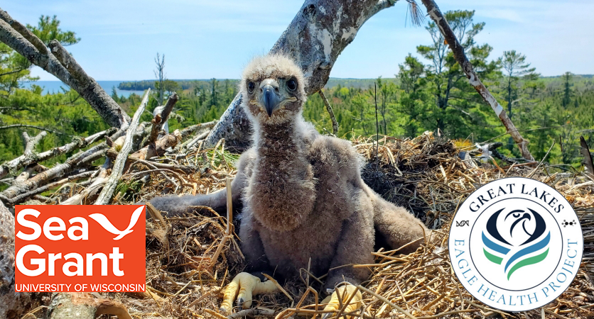 A young, fuzzy bald eagle in a nest above the Lake Superior shoreline with the logos for Wisconsin Sea Grant and Great Lake Eagle Health Project superimposed on the photo.