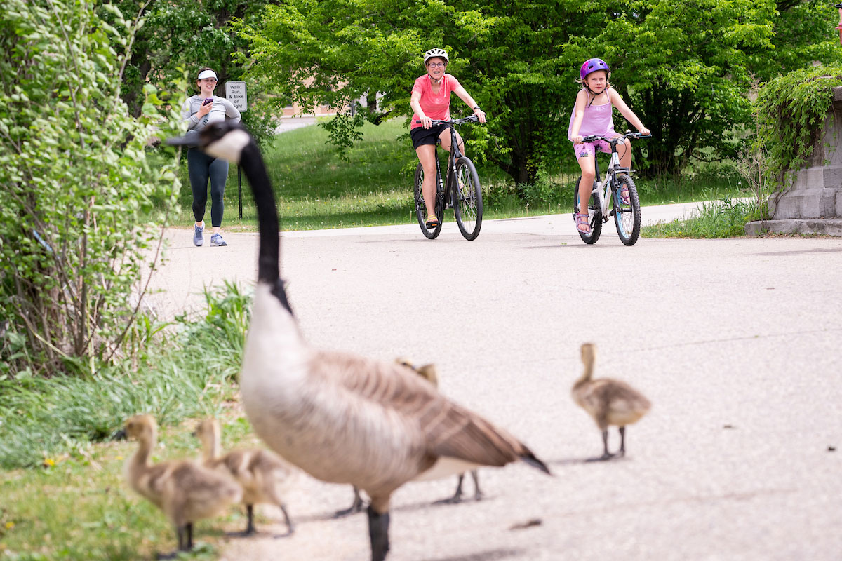 Bikers and a pedestrian spot a Canada goose family crossing Lakeshore Path.