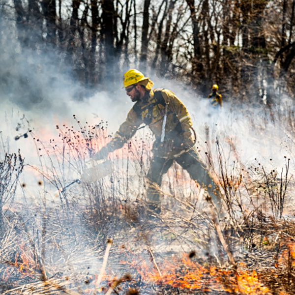 Adam Gundlach uses a torch to set dry brush on fire during a prescribed burn