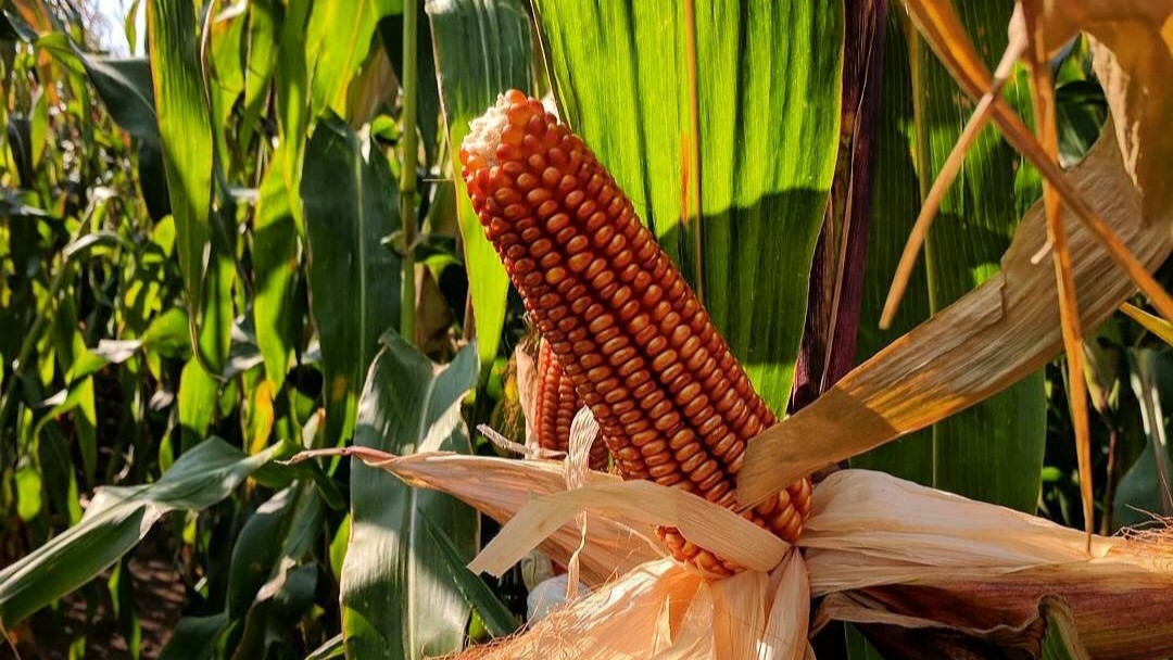 A rusty red corn grows in a field.