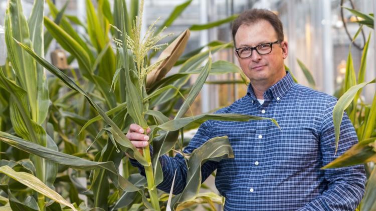 Shawn Kaeppler holds a corn plant in a greenhouse.