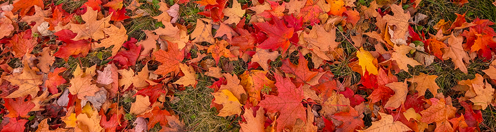 colorful orange, red, and yellow leaves on top of grass