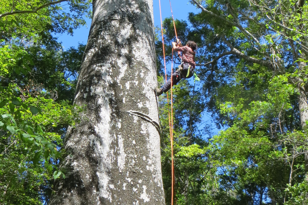 Researcher climbing many feet up the side of a baobabs tree using climbing rig.