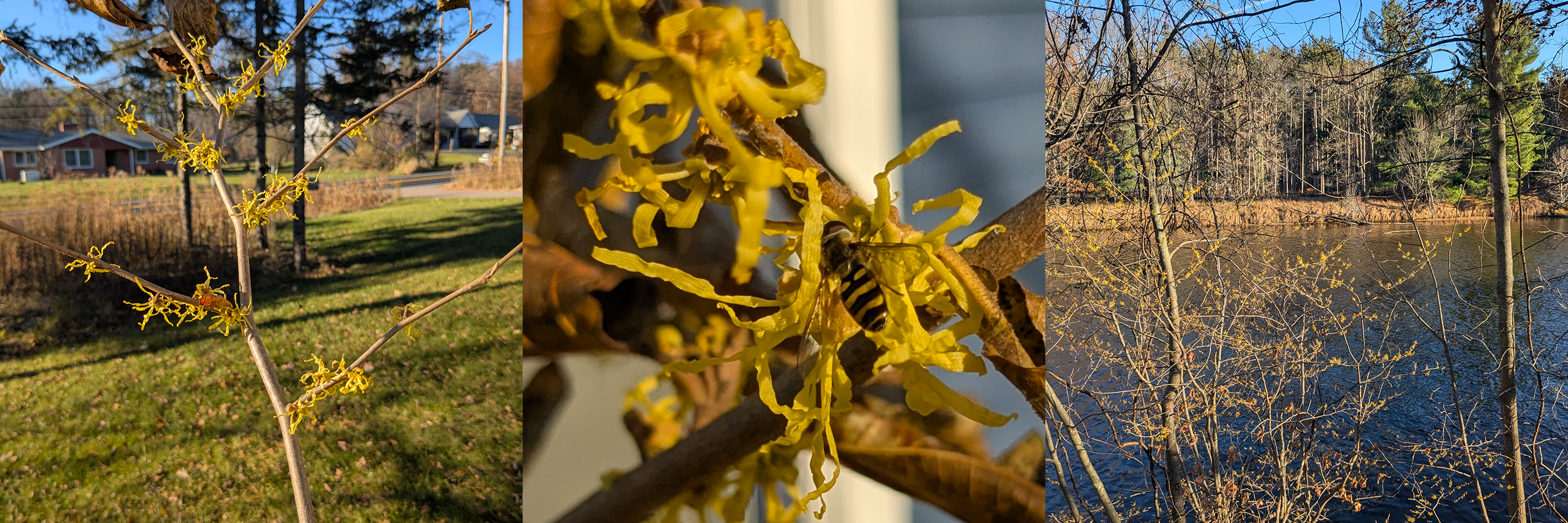 Three views of the witch-hazel tree showing the bare branches with bright yellow flowers, a close-up with a bee pollinating the flower, and a tree growing along the shoreline with a river in the background.