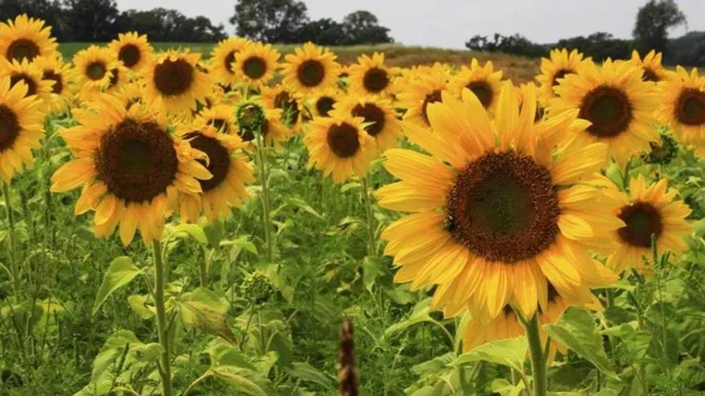 Sunflowers at full height in August