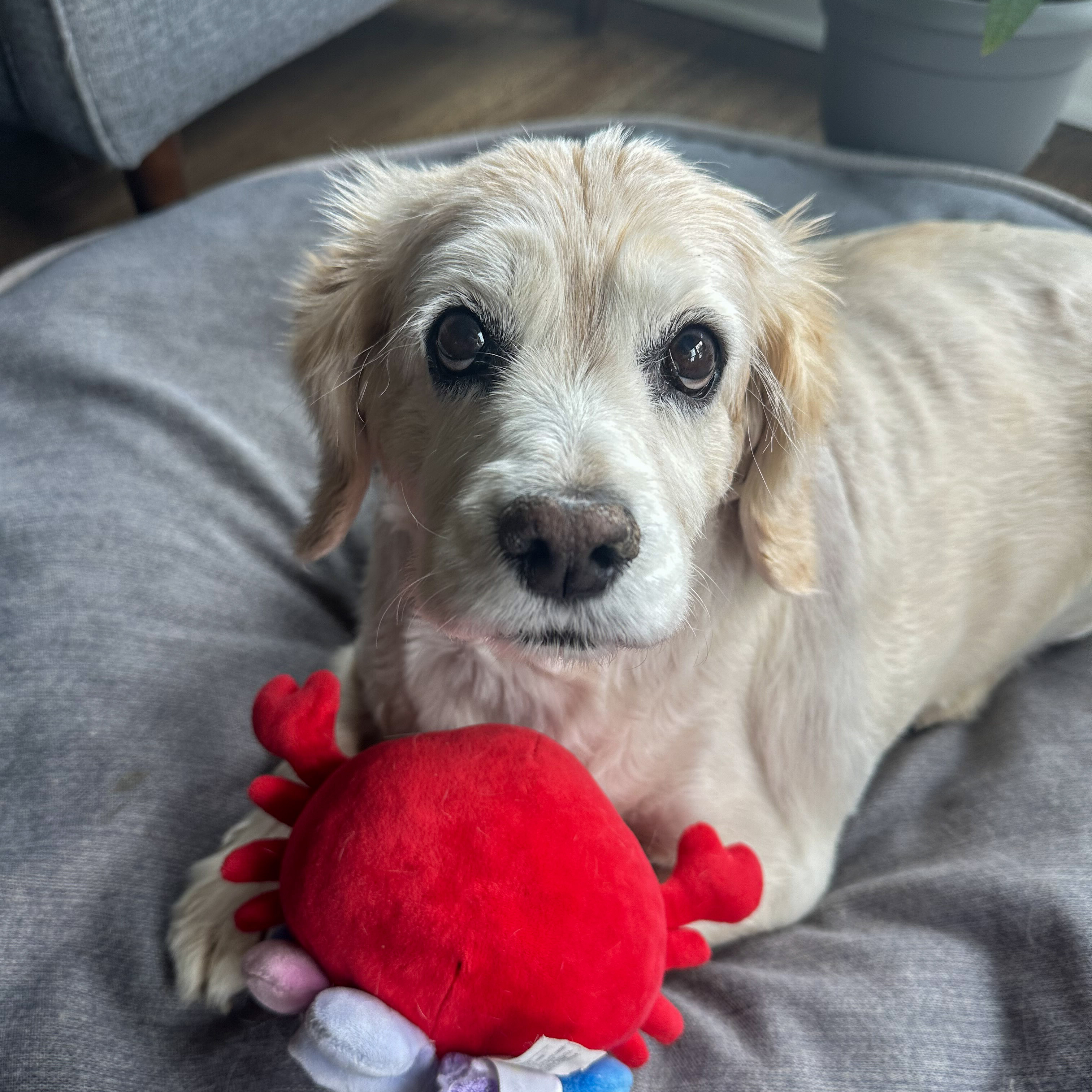 A light-haired dog lies on a soft gray bed, holding a red stuffed toy crab. The dog looks directly at the camera with an expressive, gentle gaze.