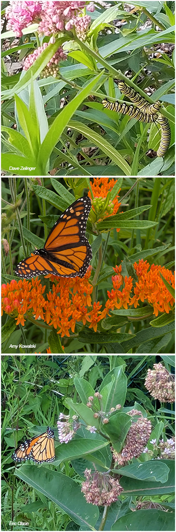 three stacked photos of monarch caterpillars and butterflies on common and butterfly milkweed plants