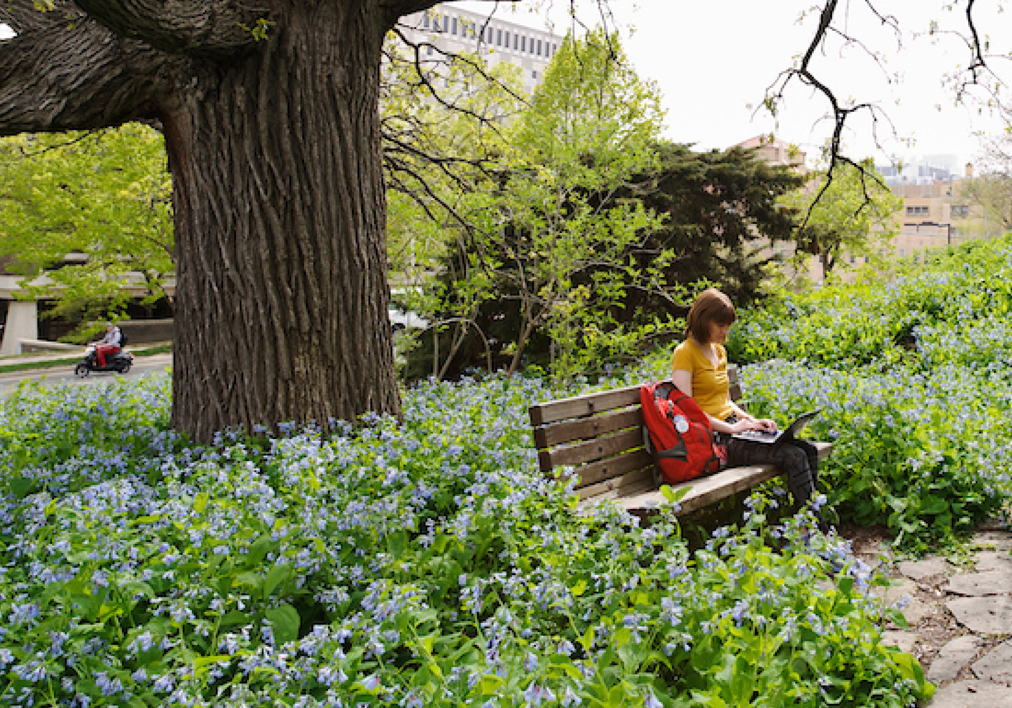 A student sits on a bench in front of a large tree and surrounded by medium height flowers. The student holds a laptop on their lap and has a backpack on the seat next to them.