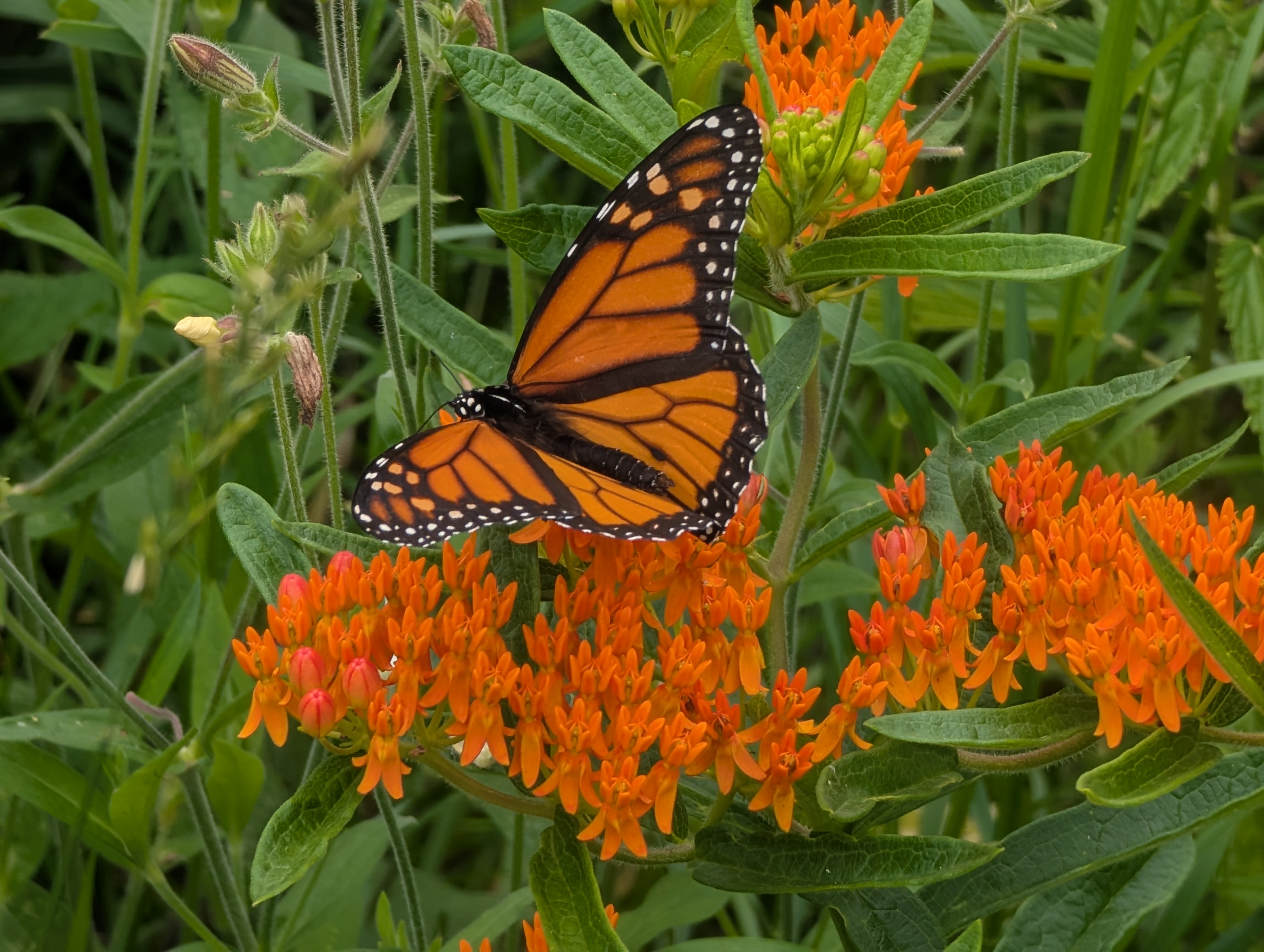 An orange and black butterfly with opens wings rests on a bright orange flower with thin green leaves.