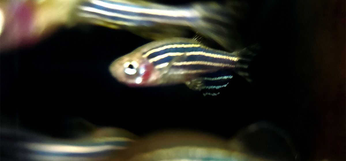 Zebrafish in Mary Holloran's lab.