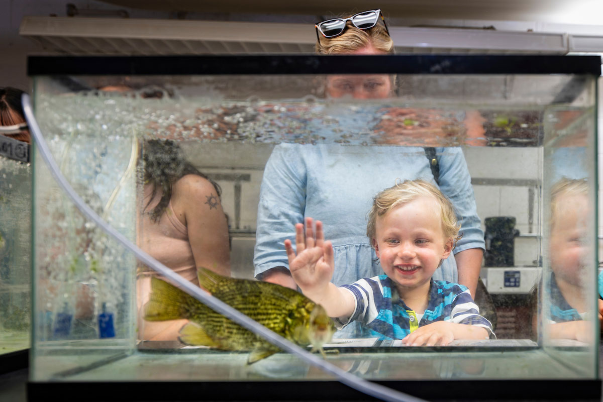 Young boy looking at lake fish in a glash tank at the Limnology Lab.