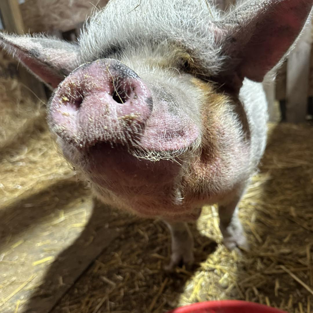 Close-up of a pig with a pink snout and wispy hair, playfully sniffing toward the camera in a barn, with straw scattered around.