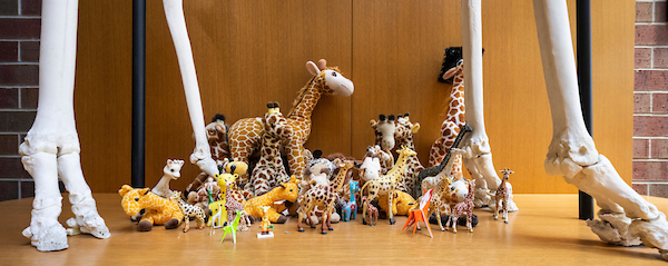 a collection of giraffe-like stuffed animals and small toys surround the base of a giraffe skeleton